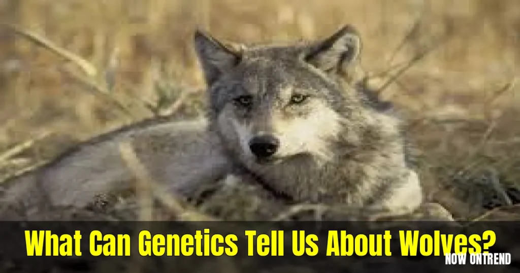 Gray Wolf Genetics: A Key to Conservation 1 Gray Wolf Genetics