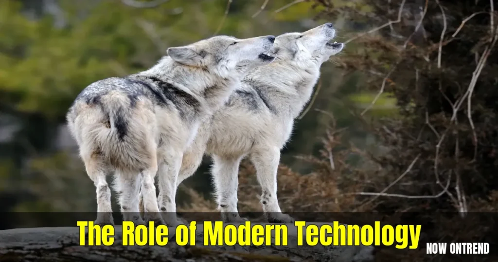 Gray Wolf Genetics: A Key to Conservation 4 Gray Wolf Genetics