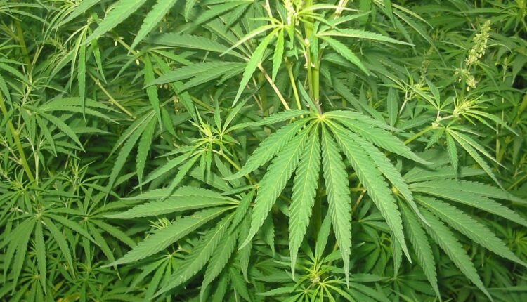 Health Benefits of Cannabis