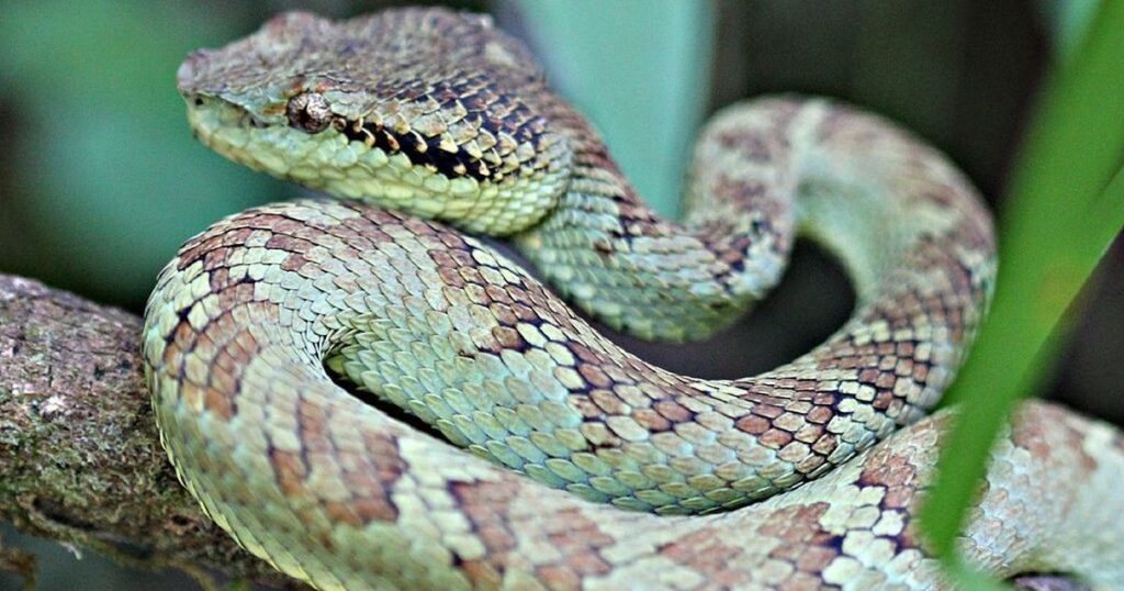 भारत के टॉप 10 सबसे ज़हरीले सांप | Top 10 Venomous Snakes in India (Hindi) 10 844477 63723 ggtlatrezn 1500637185