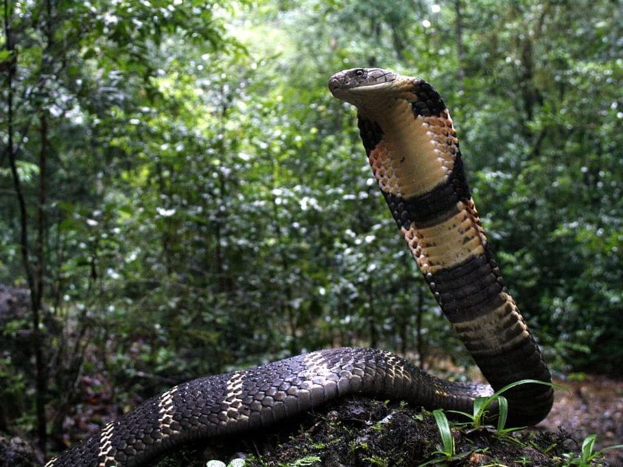 भारत के टॉप 10 सबसे ज़हरीले सांप | Top 10 Venomous Snakes in India (Hindi) 5 King cobra Agumbe Gowri Shankar vhfzrb