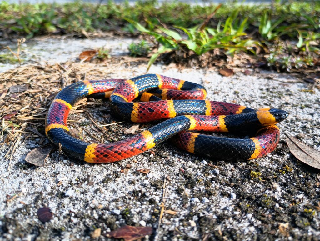 भारत के टॉप 10 सबसे ज़हरीले सांप | Top 10 Venomous Snakes in India (Hindi) 9 Micrurus fulvius Polk County FL USA imported from iNaturalist photo 286627672