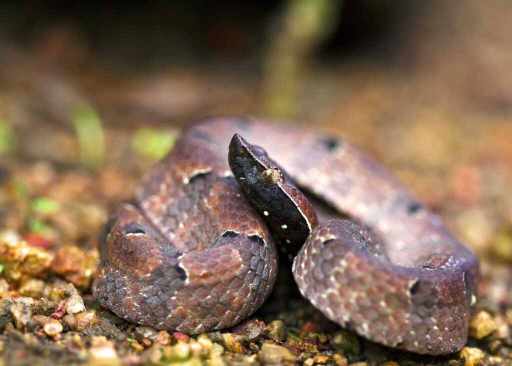भारत के टॉप 10 सबसे ज़हरीले सांप | Top 10 Venomous Snakes in India (Hindi) 7 hump nosed pit viper hypnale hypnale nirmal kulkarni