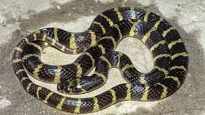 भारत के टॉप 10 सबसे ज़हरीले सांप | Top 10 Venomous Snakes in India (Hindi) 8 images