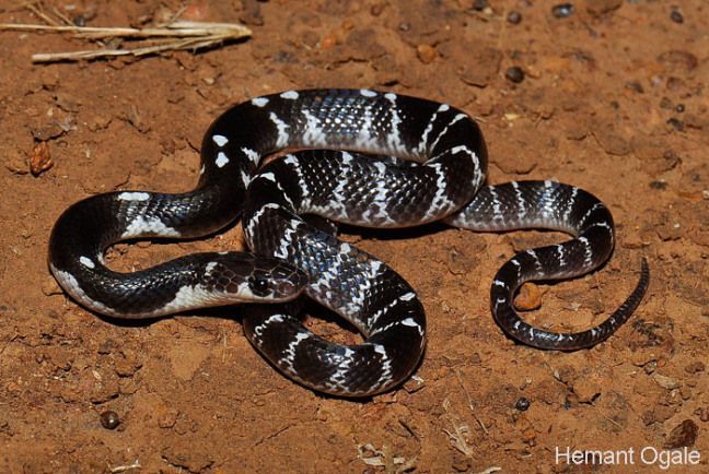 भारत के टॉप 10 सबसे ज़हरीले सांप | Top 10 Venomous Snakes in India (Hindi) 3 lardsdge