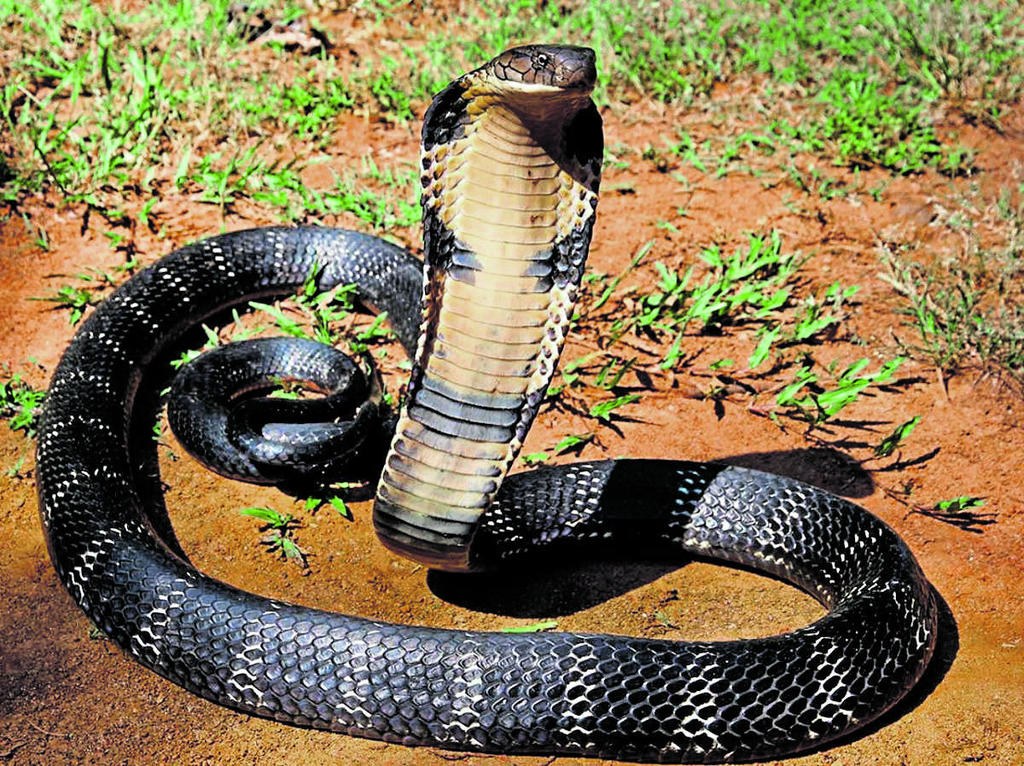 भारत के टॉप 10 सबसे ज़हरीले सांप | Top 10 Venomous Snakes in India (Hindi) 2 large