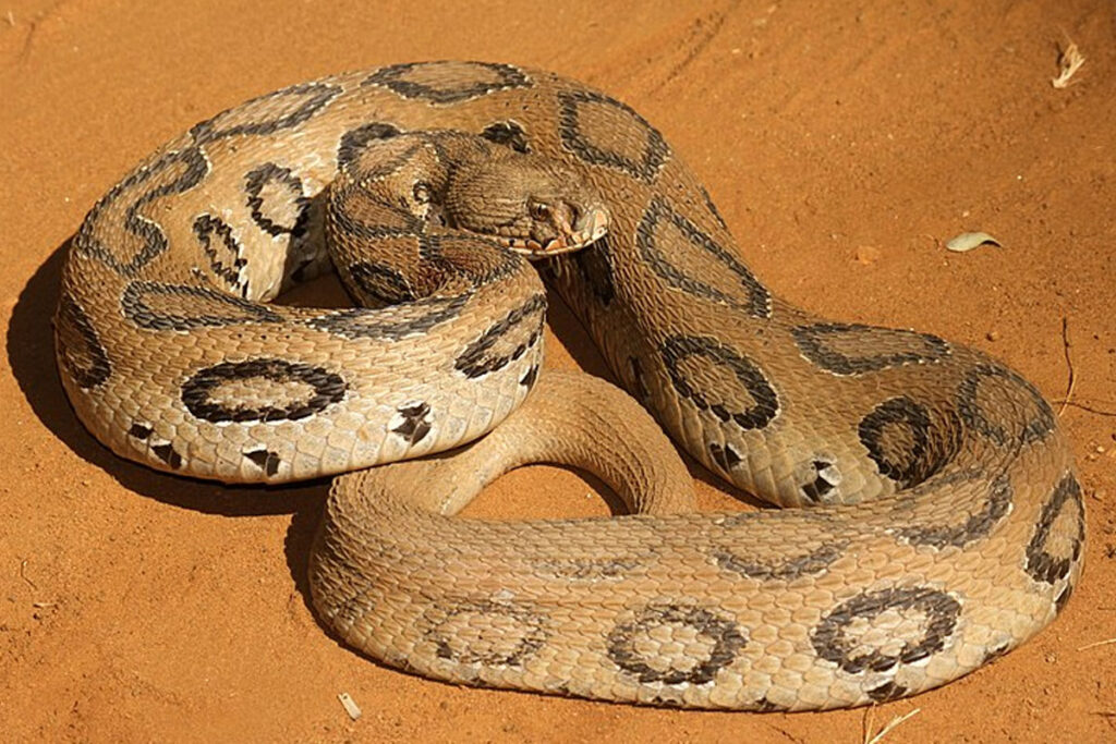 भारत के टॉप 10 सबसे ज़हरीले सांप | Top 10 Venomous Snakes in India (Hindi) 1 w russellsjpg