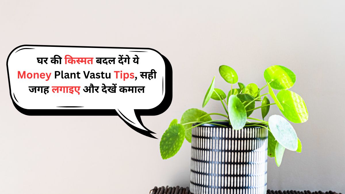 Money Plant Vastu Tips