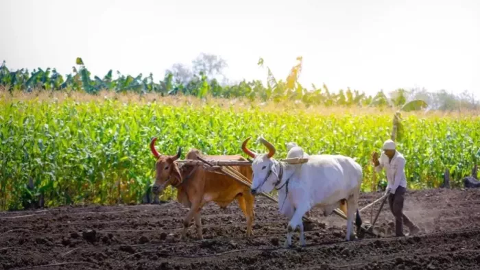 11 08 2025 kisan generic image 24009758 m